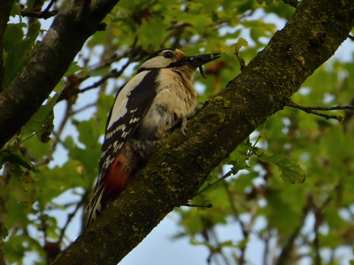 Great Spotted Woodpecker - ML620144817
