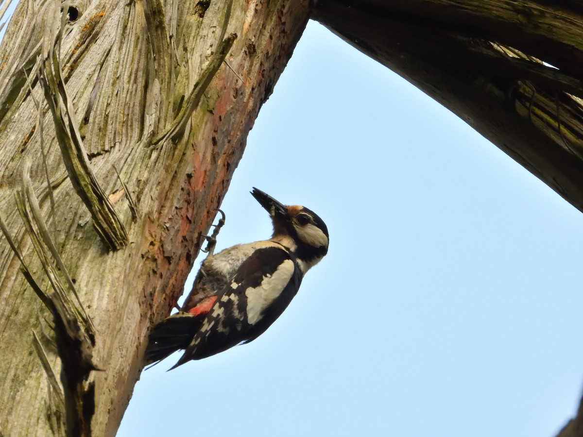 Great Spotted Woodpecker - ML620144818