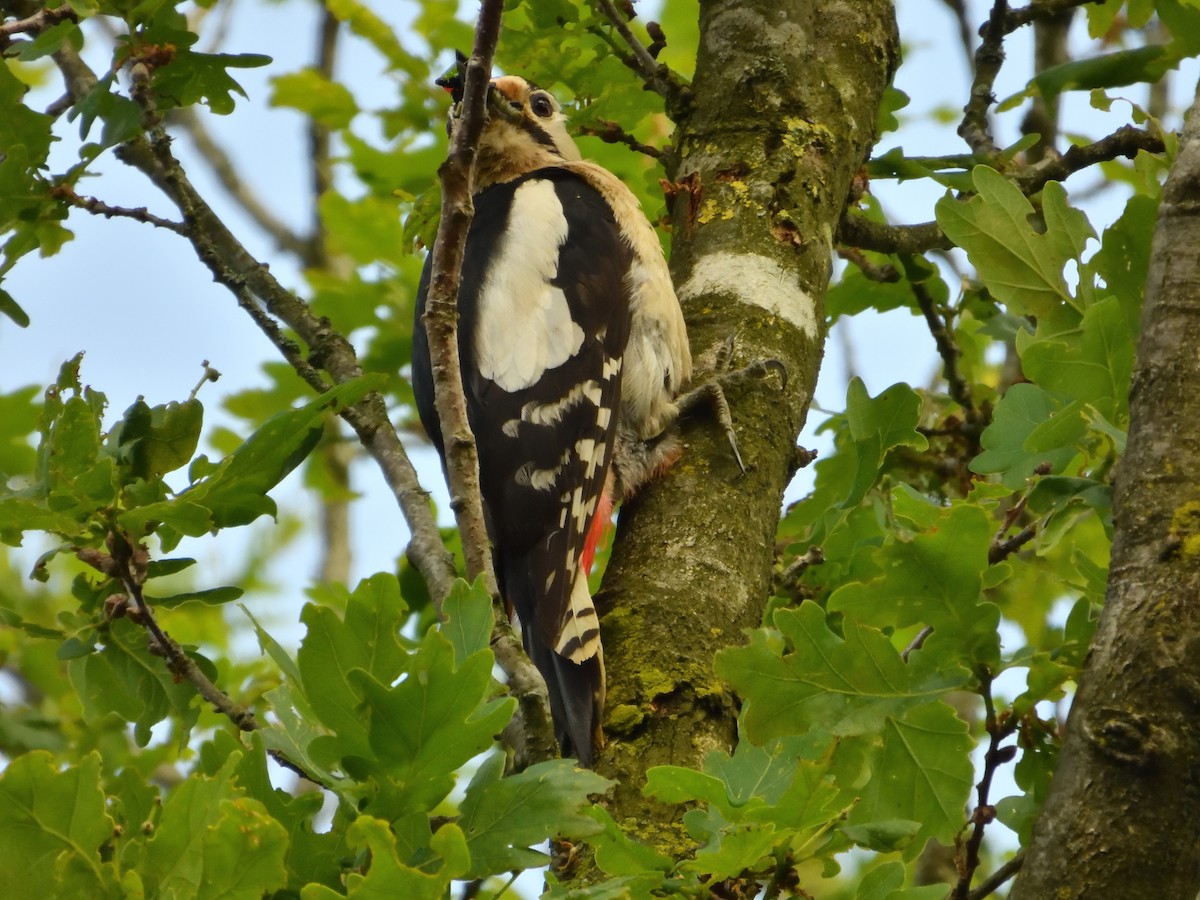 Great Spotted Woodpecker - ML620144819