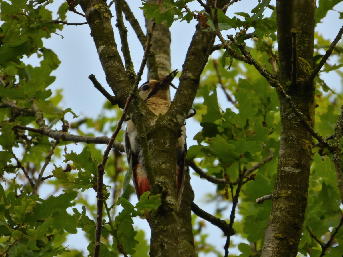 Great Spotted Woodpecker - ML620144820