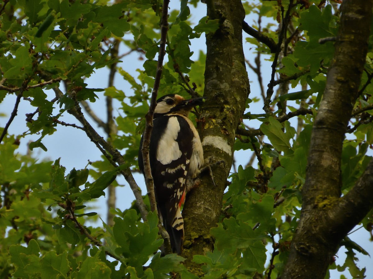 Great Spotted Woodpecker - ML620144821