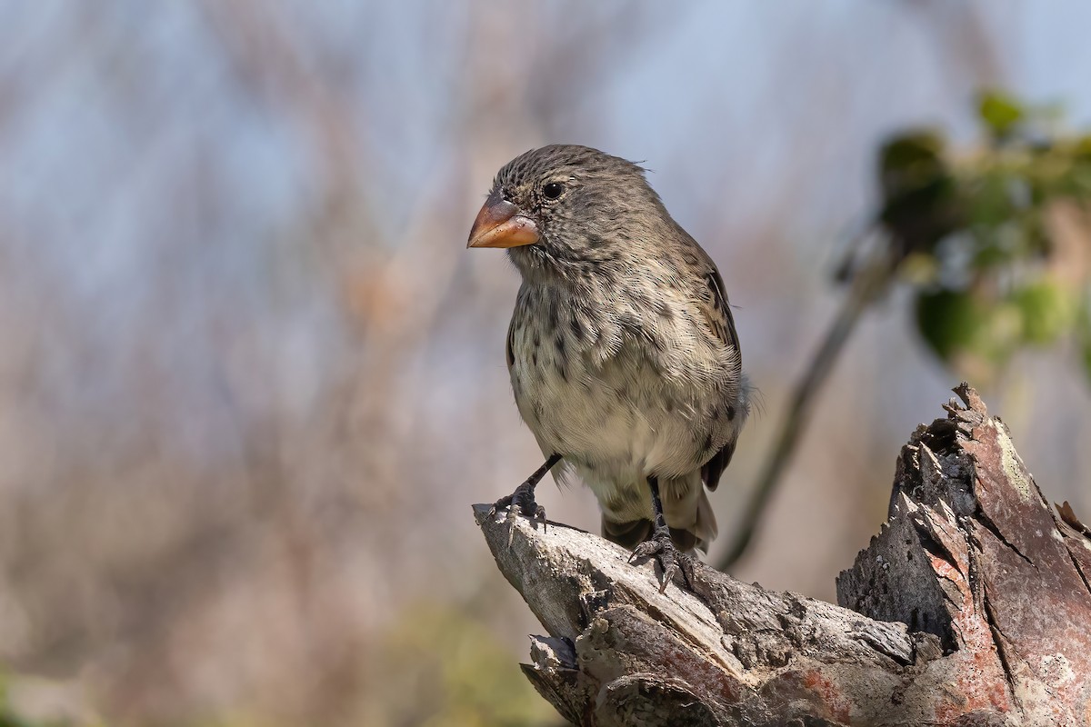 Medium Ground-Finch - ML620144825