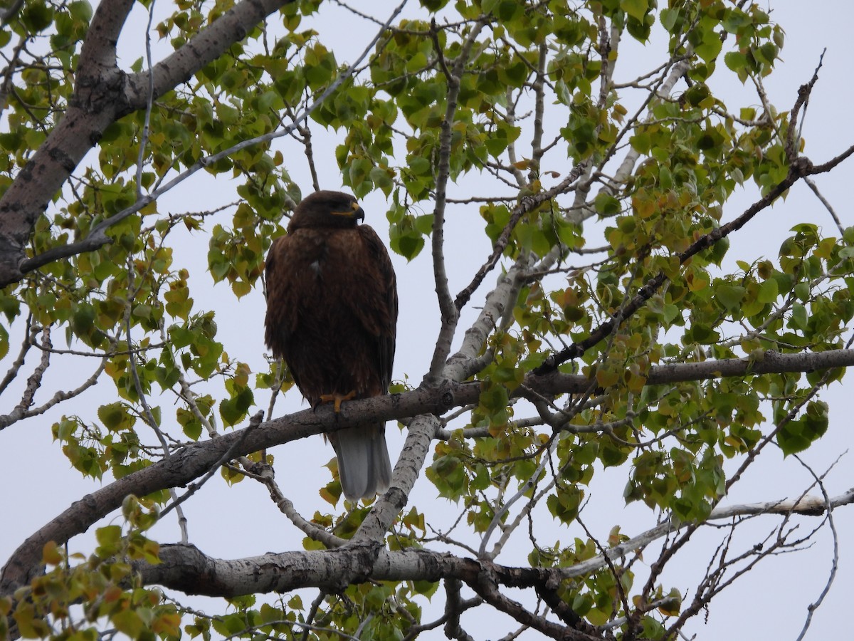 Ferruginous Hawk - ML620144827