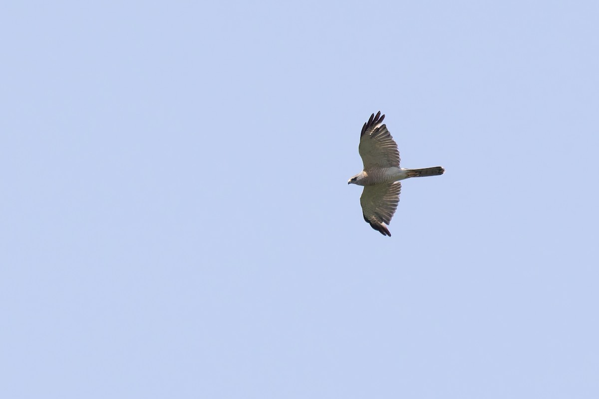 Levant Sparrowhawk - ML620144830
