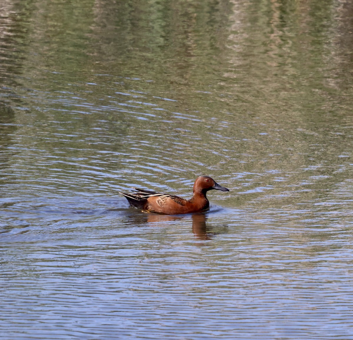 Cinnamon Teal - ML620144836