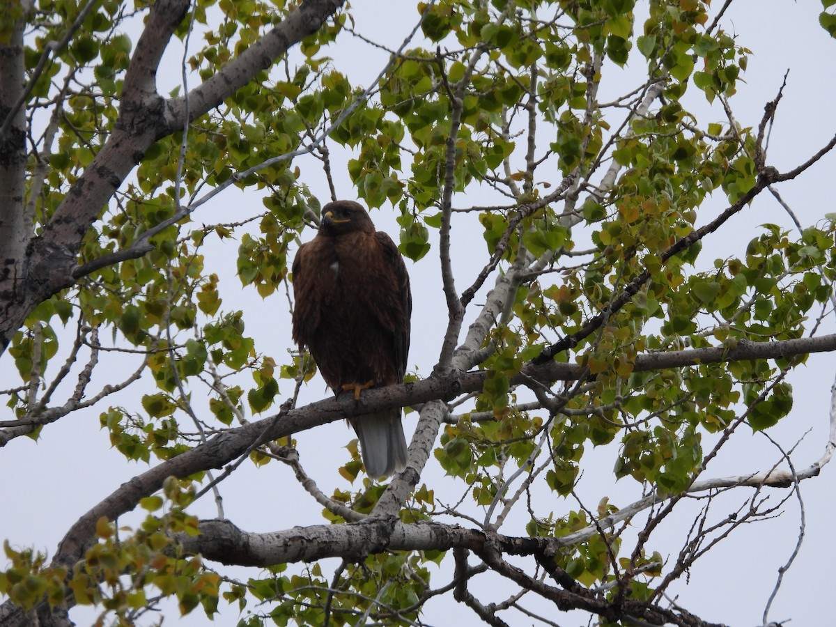 Ferruginous Hawk - ML620144838