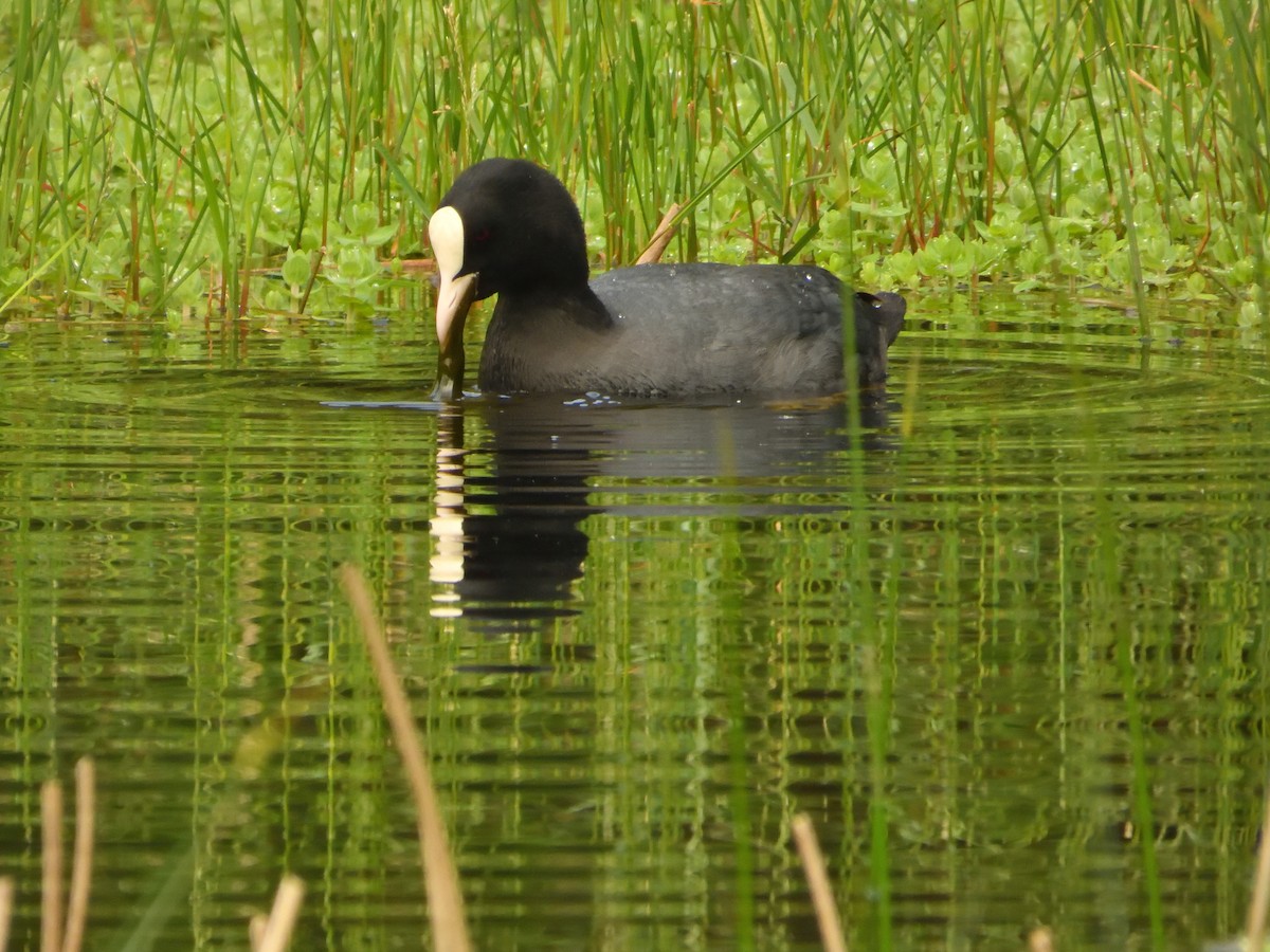 Eurasian Coot - ML620144841