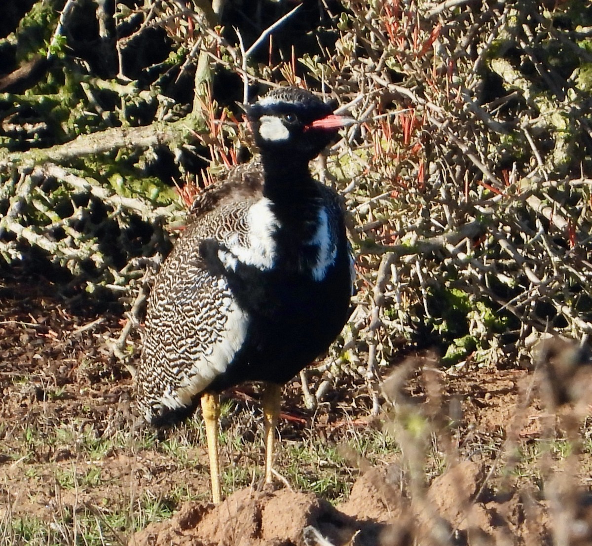 Black Bustard - ML620144847