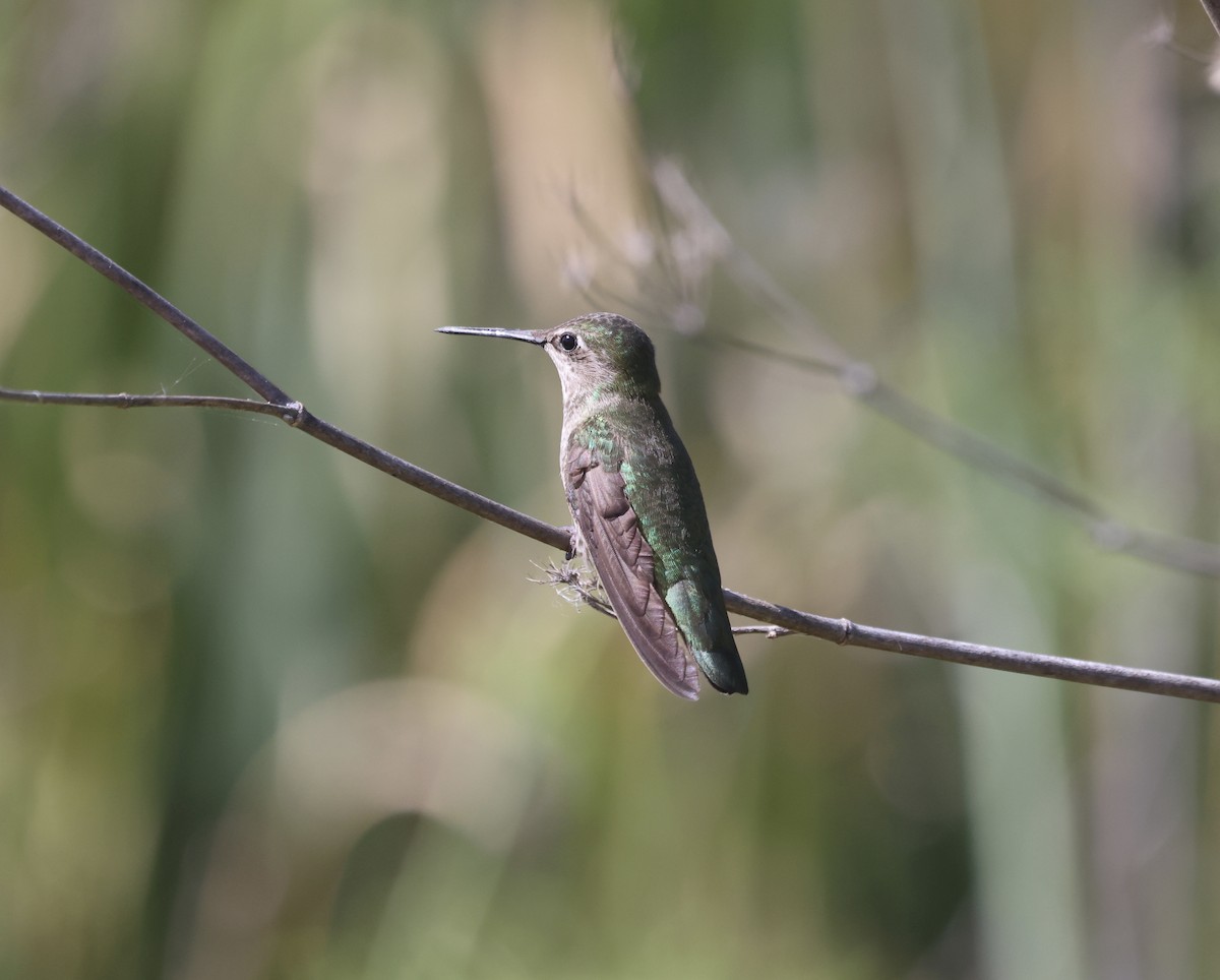 rødmaskekolibri - ML620144850