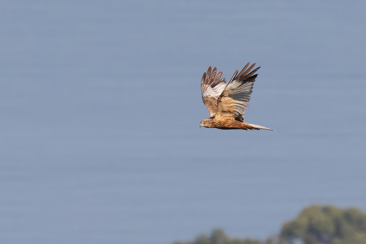 Western Marsh Harrier - ML620144852