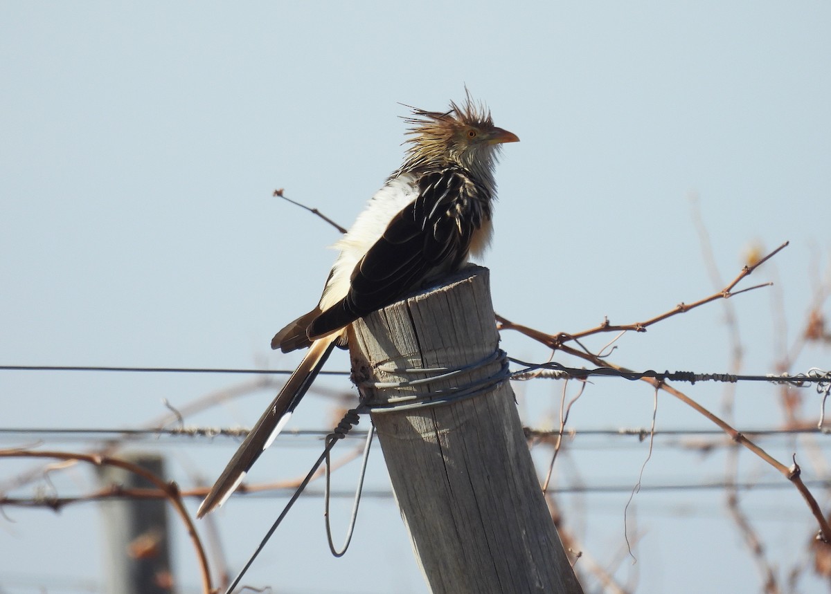 Guira Cuckoo - ML620144854