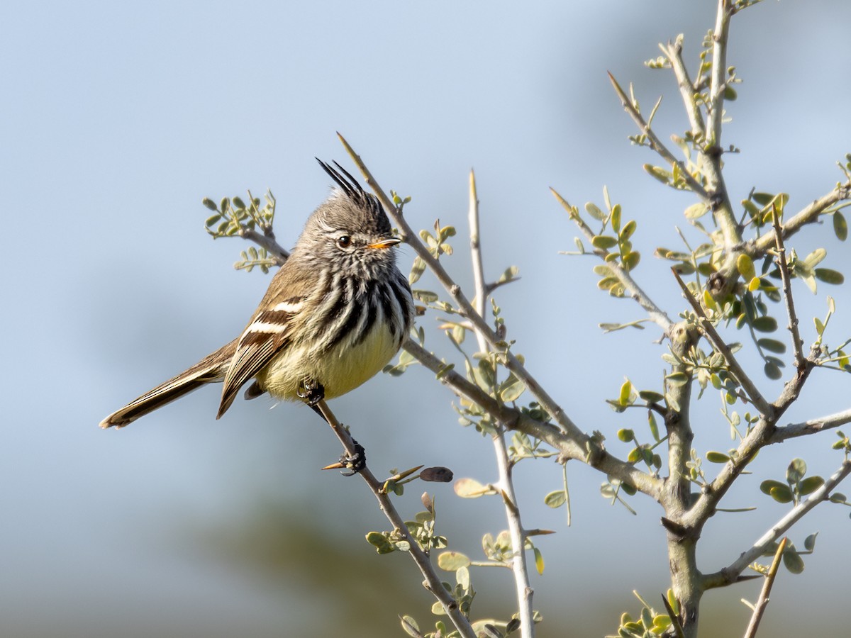 Yellow-billed Tit-Tyrant - ML620144861