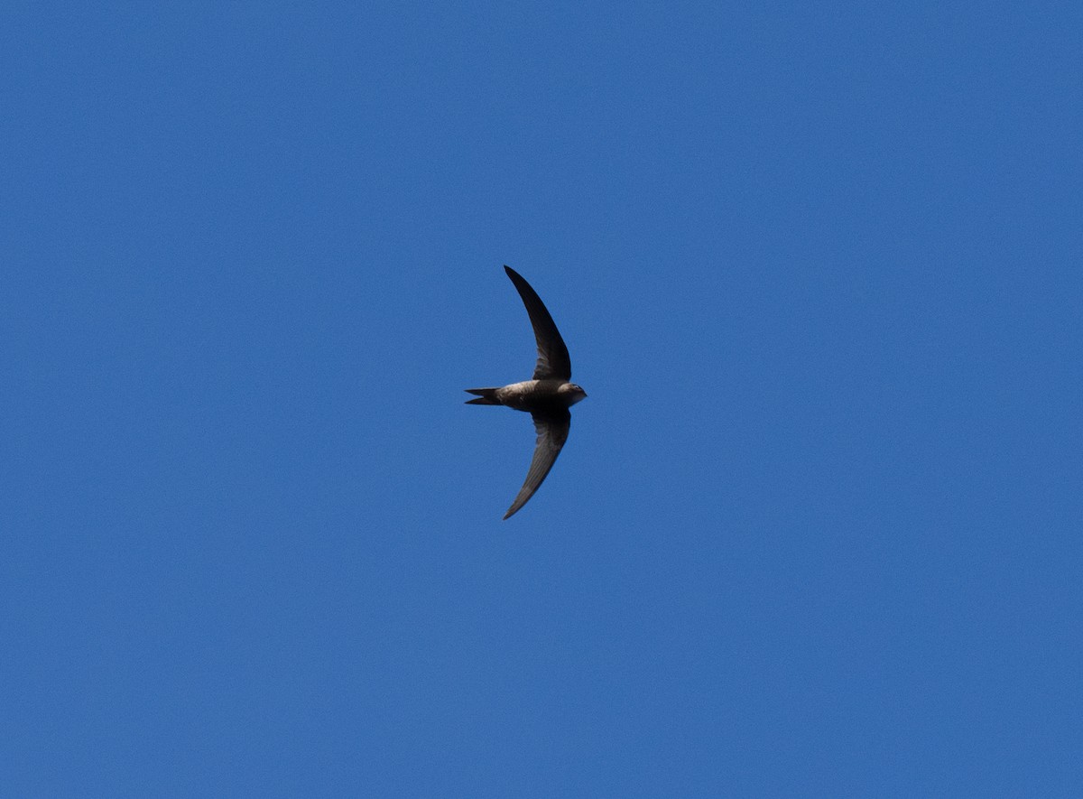 Plain Swift - ML620144864