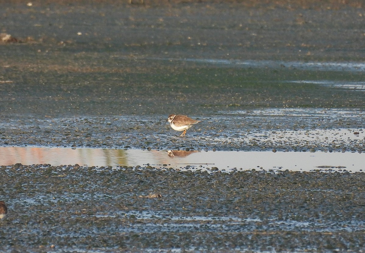 Semipalmated Plover - ML620144866