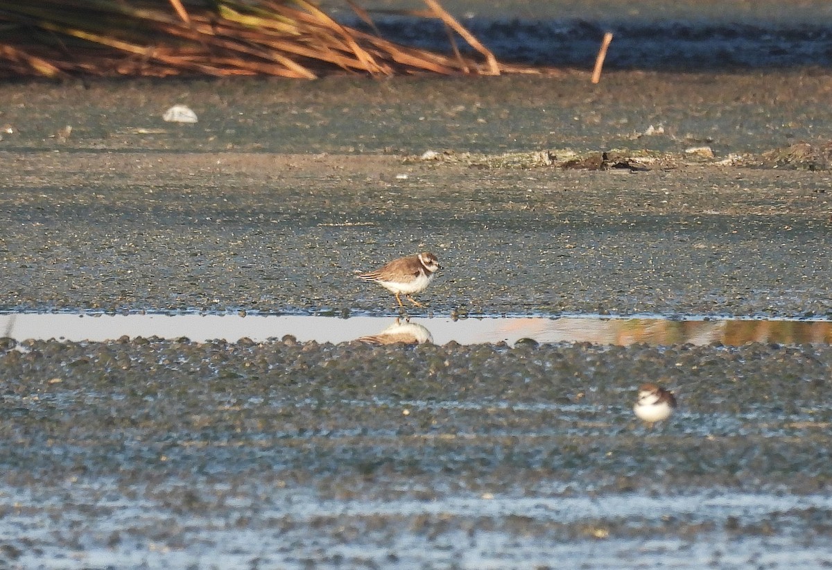 Semipalmated Plover - ML620144876