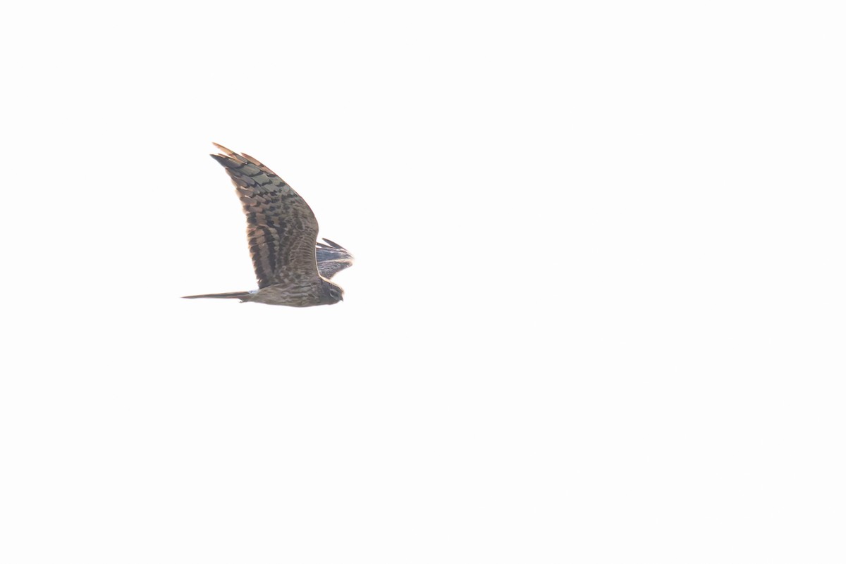 Montagu's Harrier - ML620144878