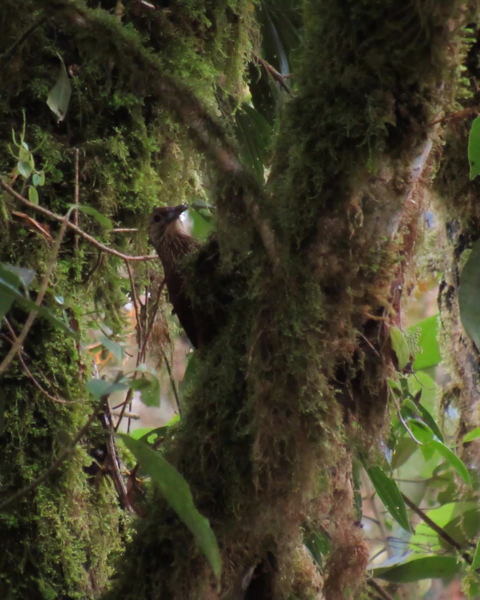 Strong-billed Woodcreeper - ML620144889