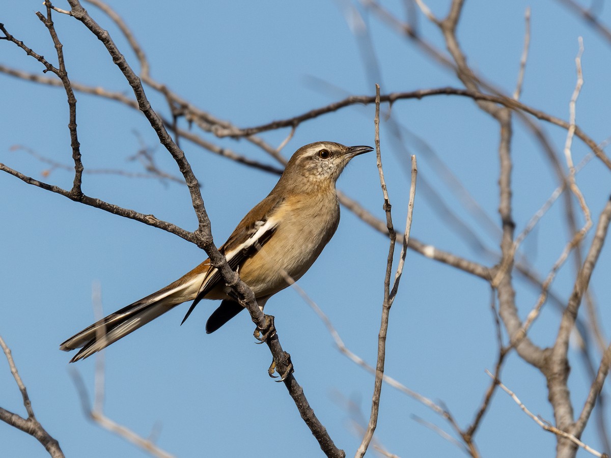 White-banded Mockingbird - ML620144890