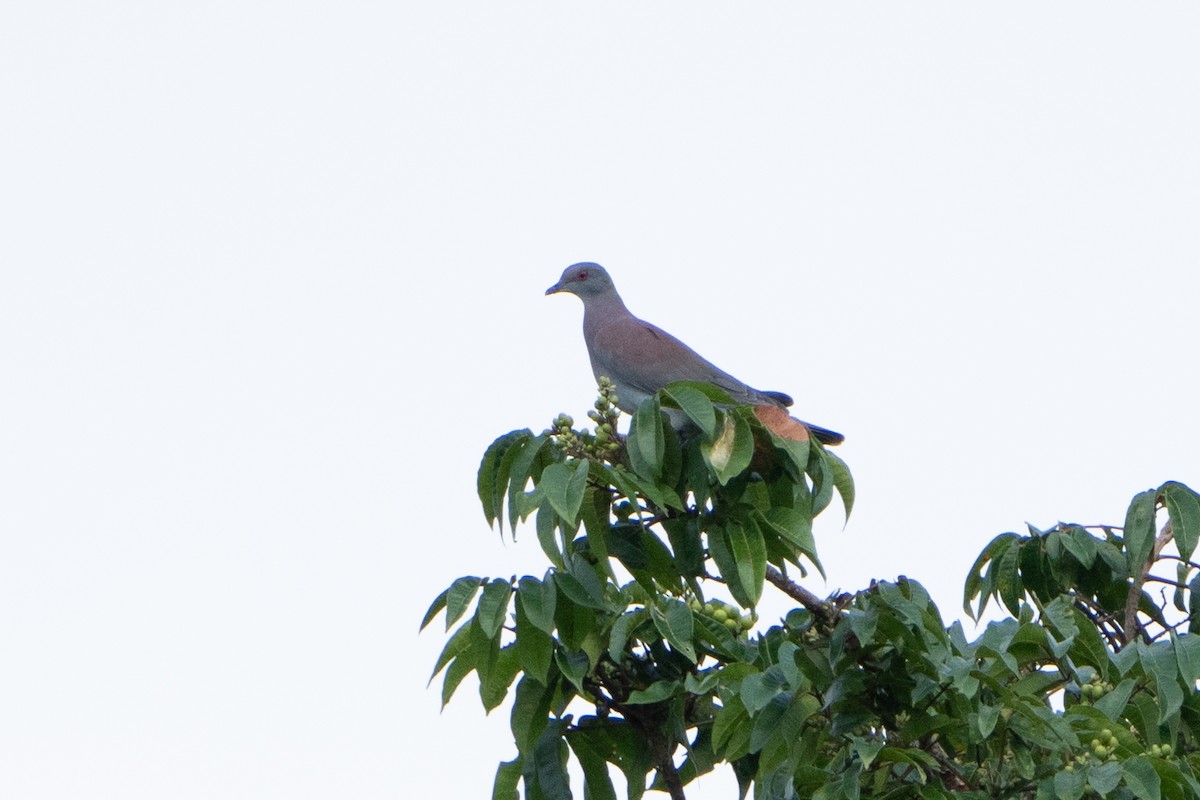 Pale-vented Pigeon - ML620144896