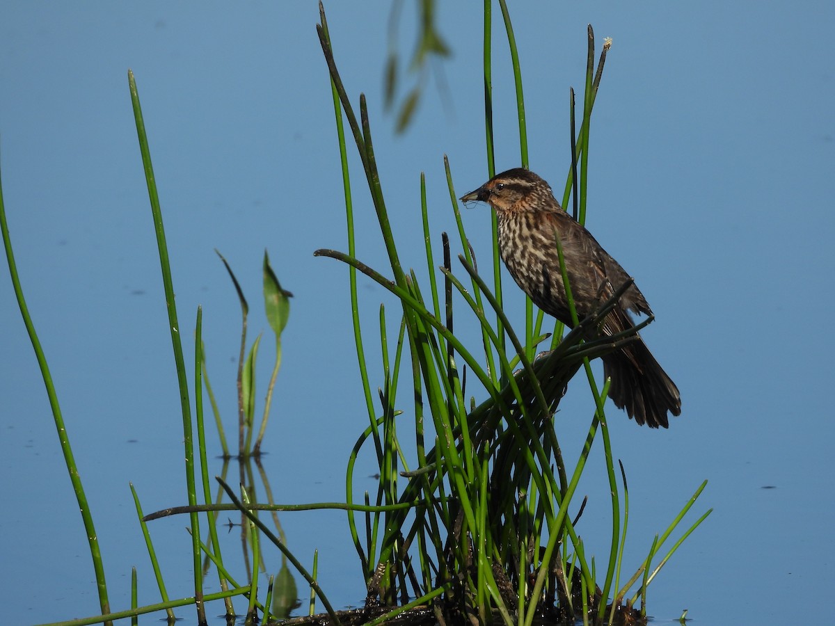 Red-winged Blackbird - ML620144910