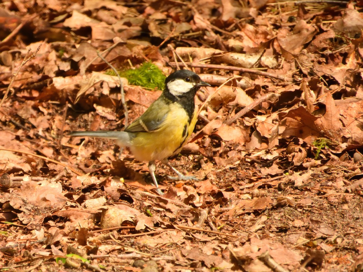 Carbonero Común - ML620144915