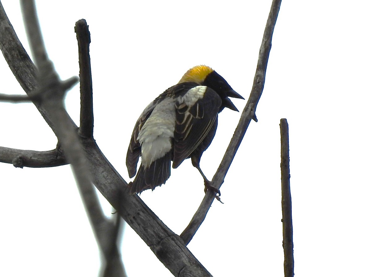 bobolink americký - ML620144918