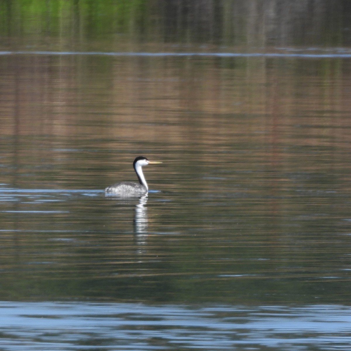 Clark's Grebe - ML620144934