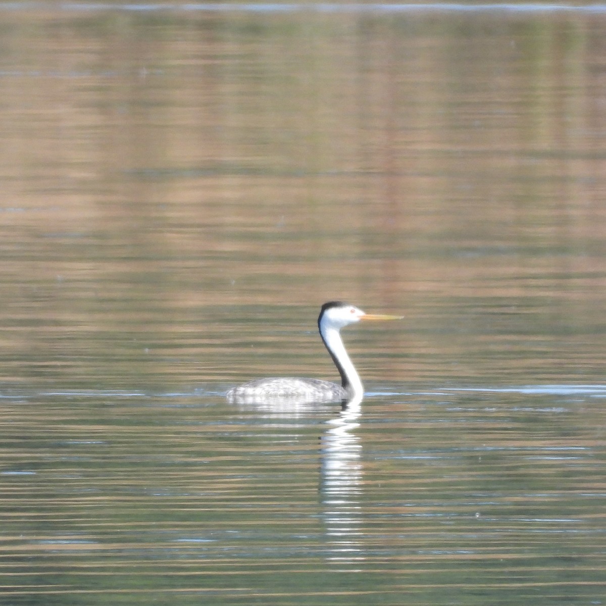 Clark's Grebe - ML620144935