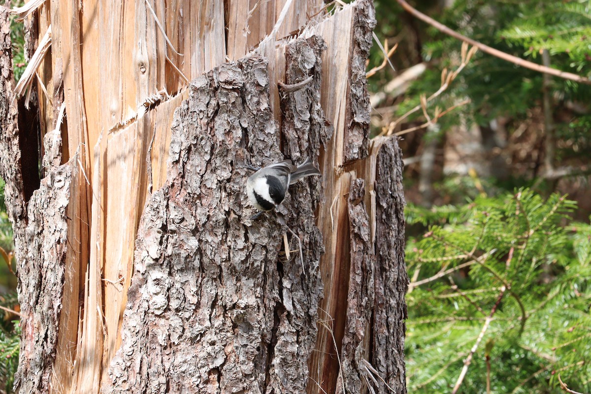 Black-capped Chickadee - ML620144938