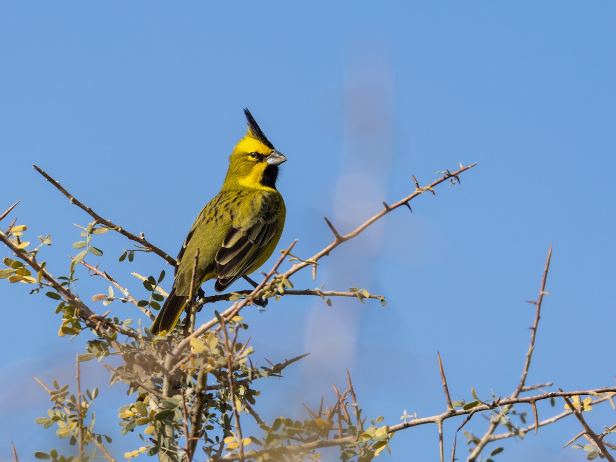 Yellow Cardinal - ML620144968