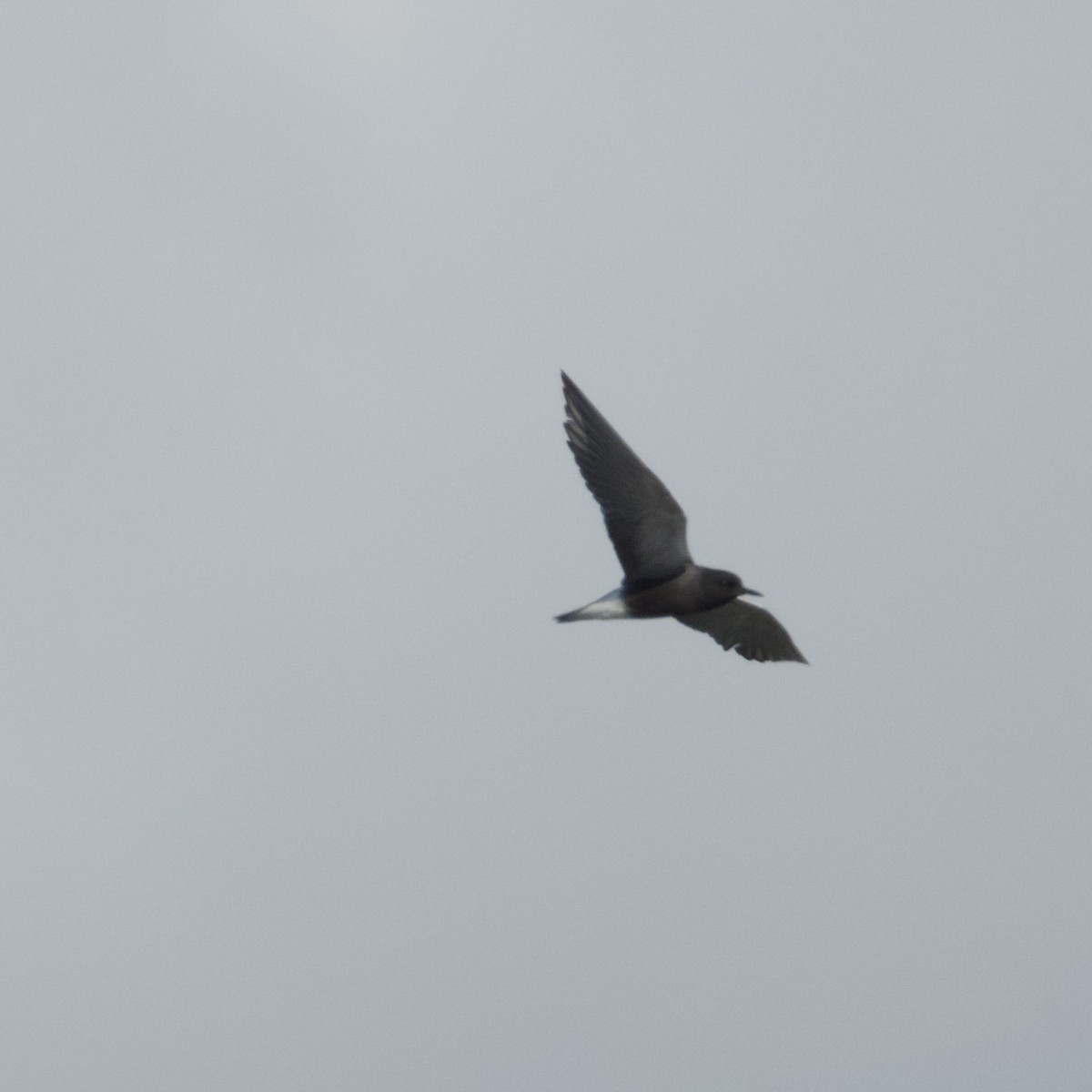 Black Tern - ML620144975