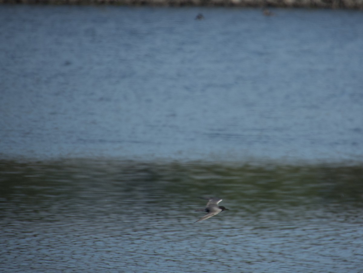 Black Tern - W. Douglas Robinson