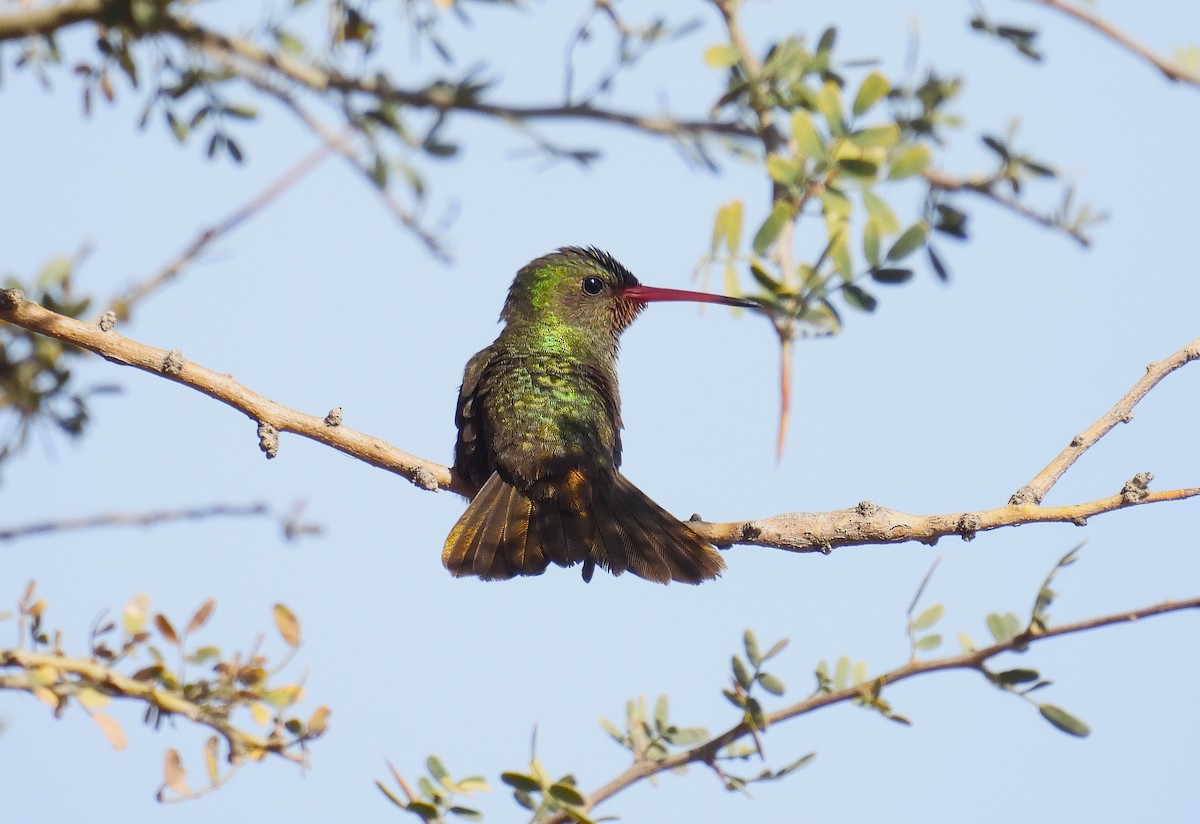 Gilded Hummingbird - ML620144978