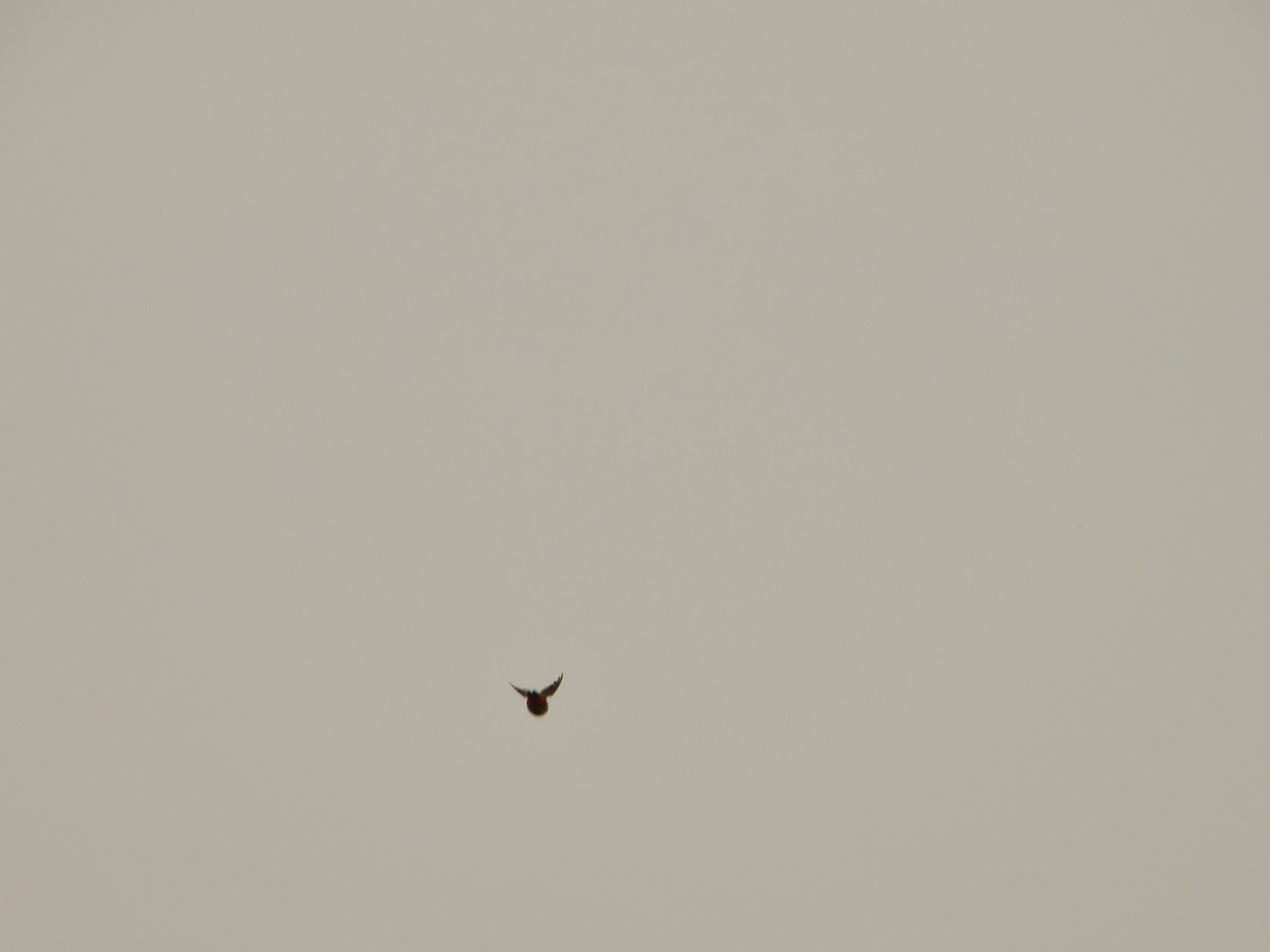 Great Spotted Woodpecker - ML620144979