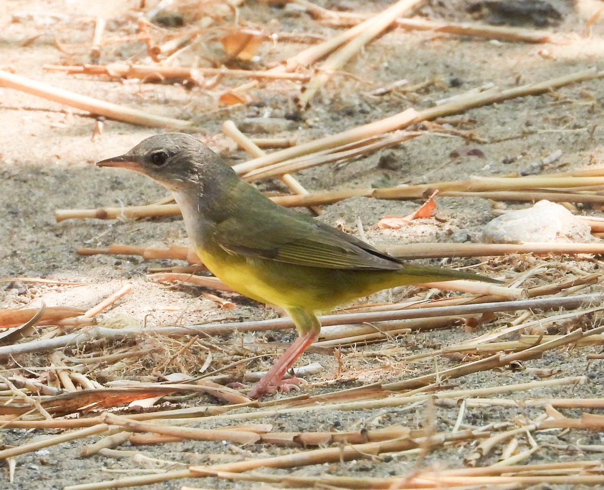 Mourning Warbler - ML620144984