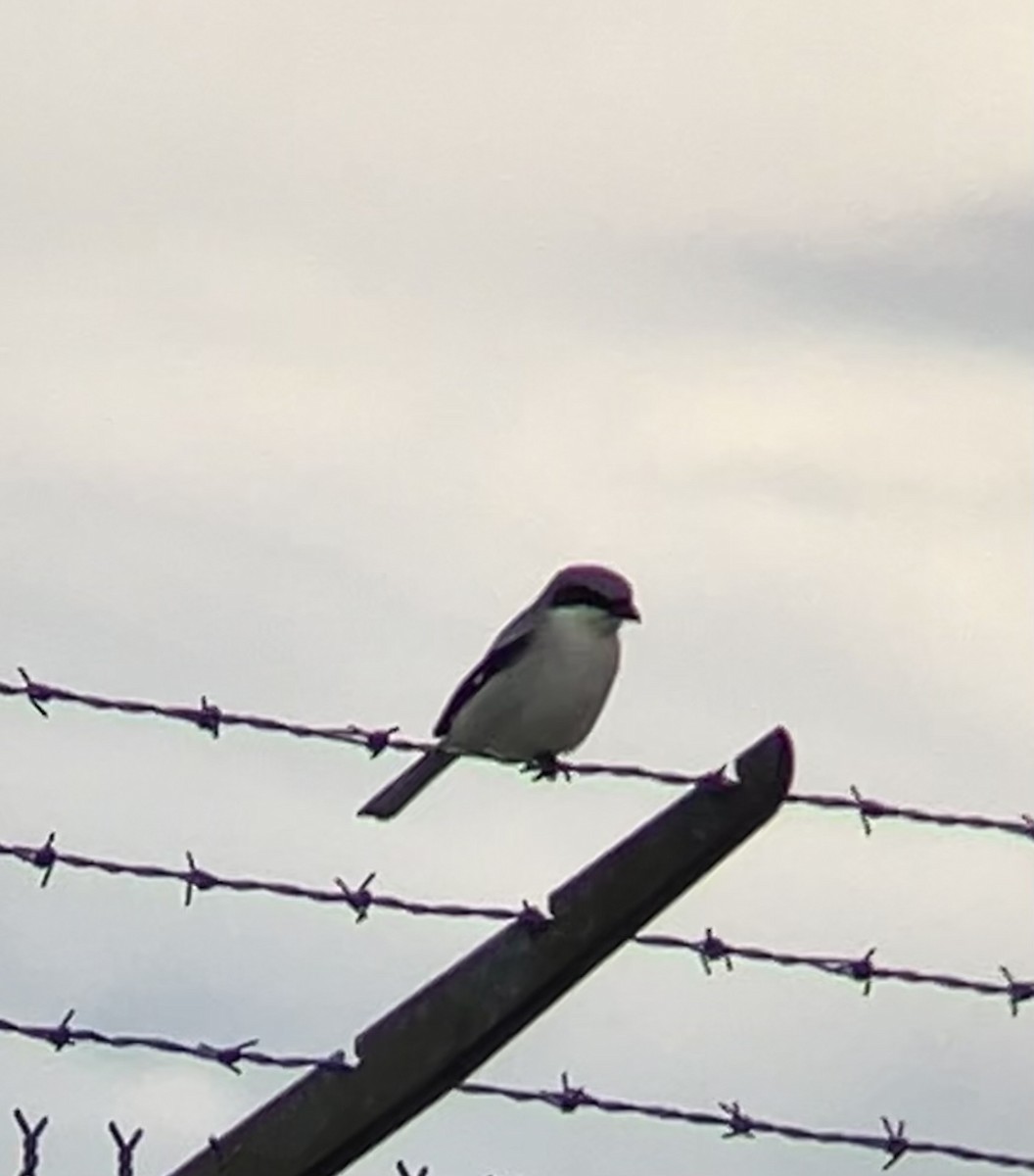 Loggerhead Shrike - ML620144985