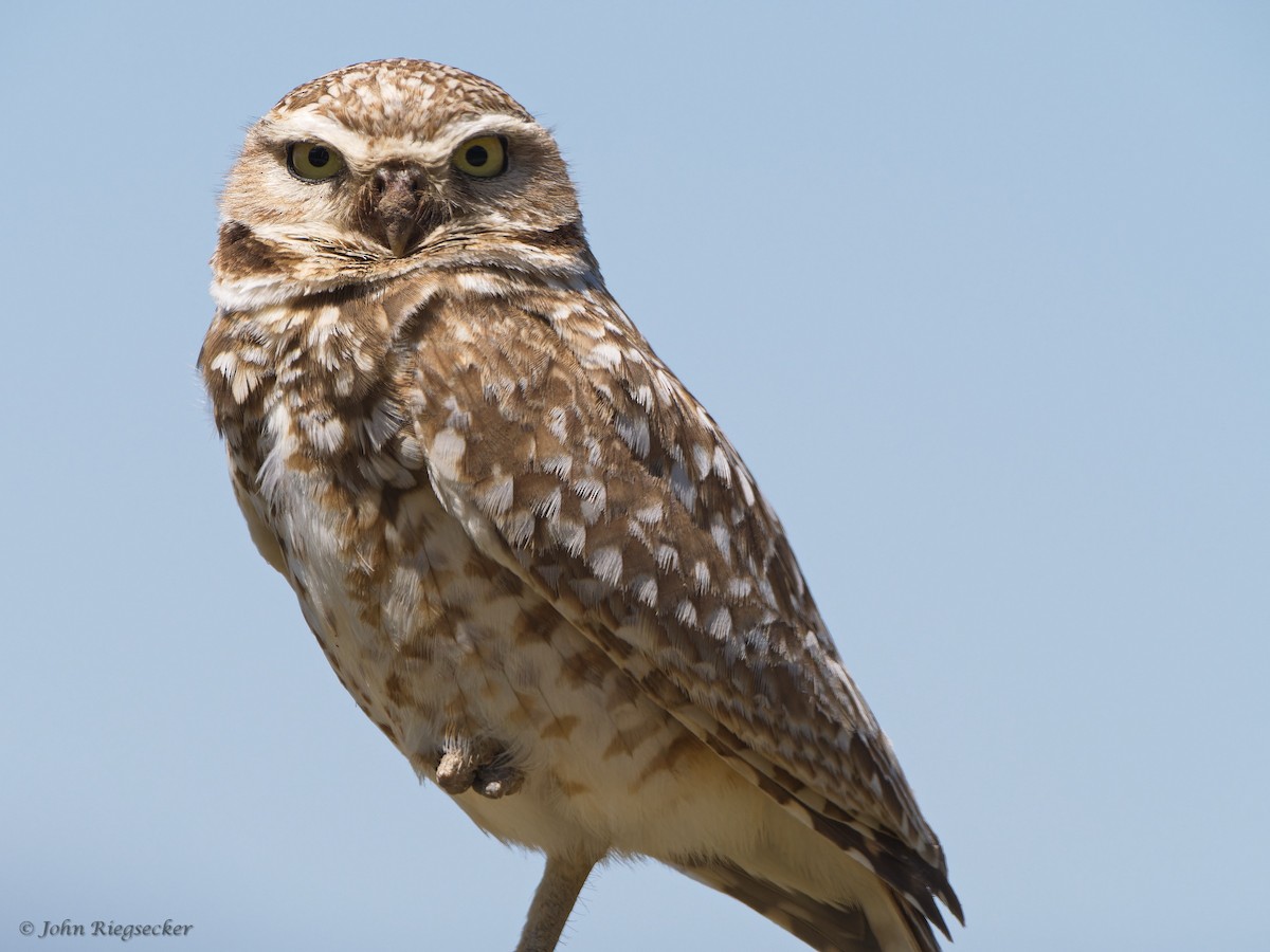 Burrowing Owl - ML620144993