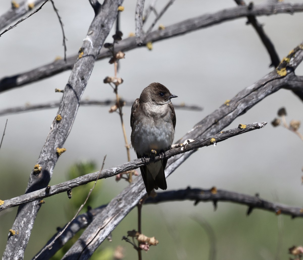 Northern Rough-winged Swallow - ML620144999