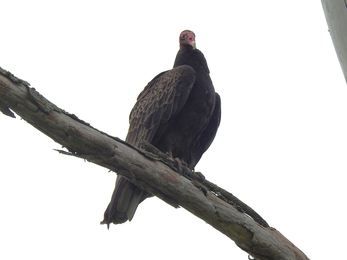 Turkey Vulture - ML620145001