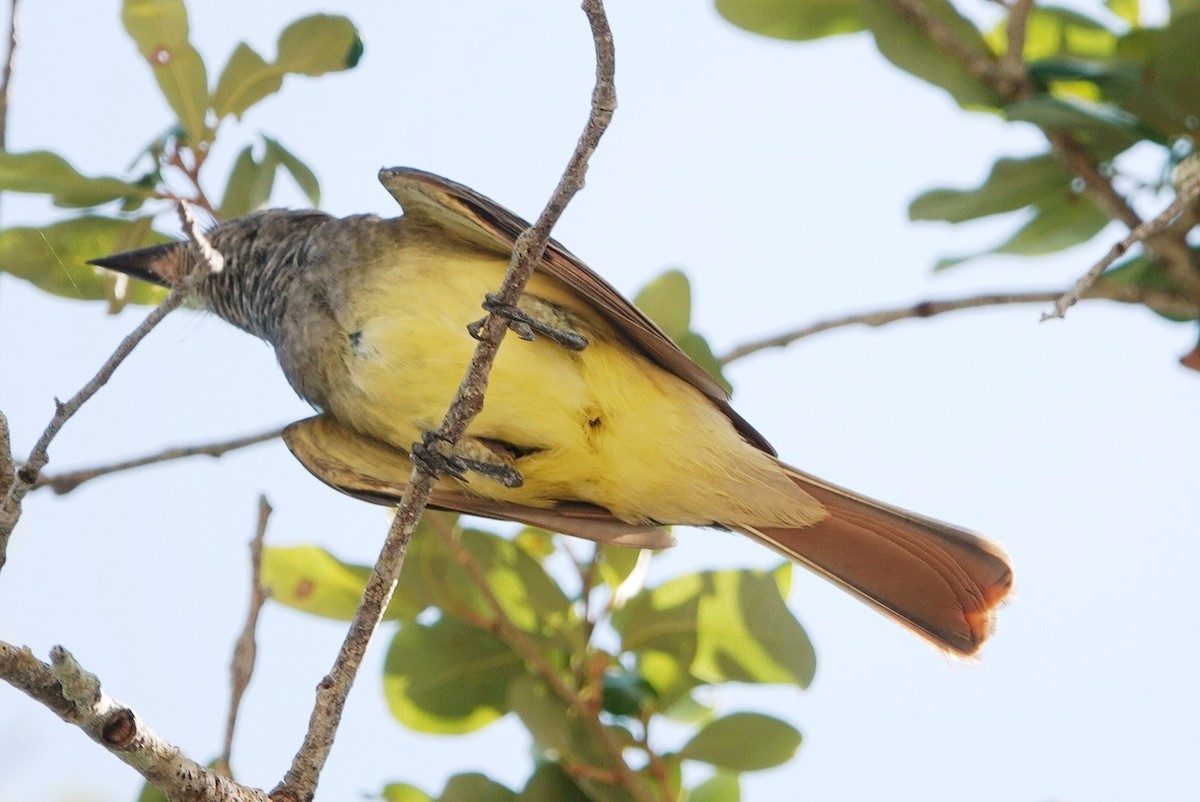 Great Crested Flycatcher - ML620145003