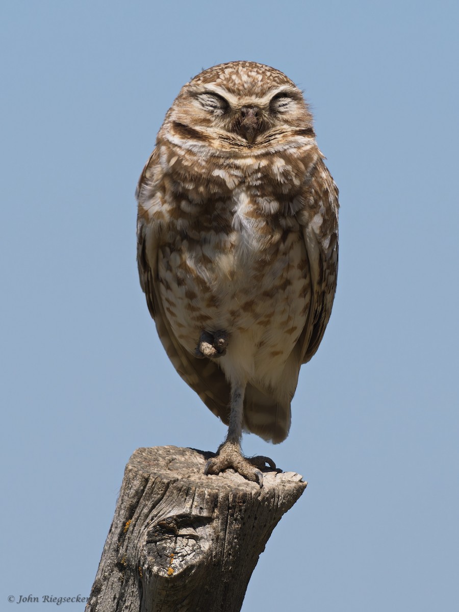 Burrowing Owl - ML620145006