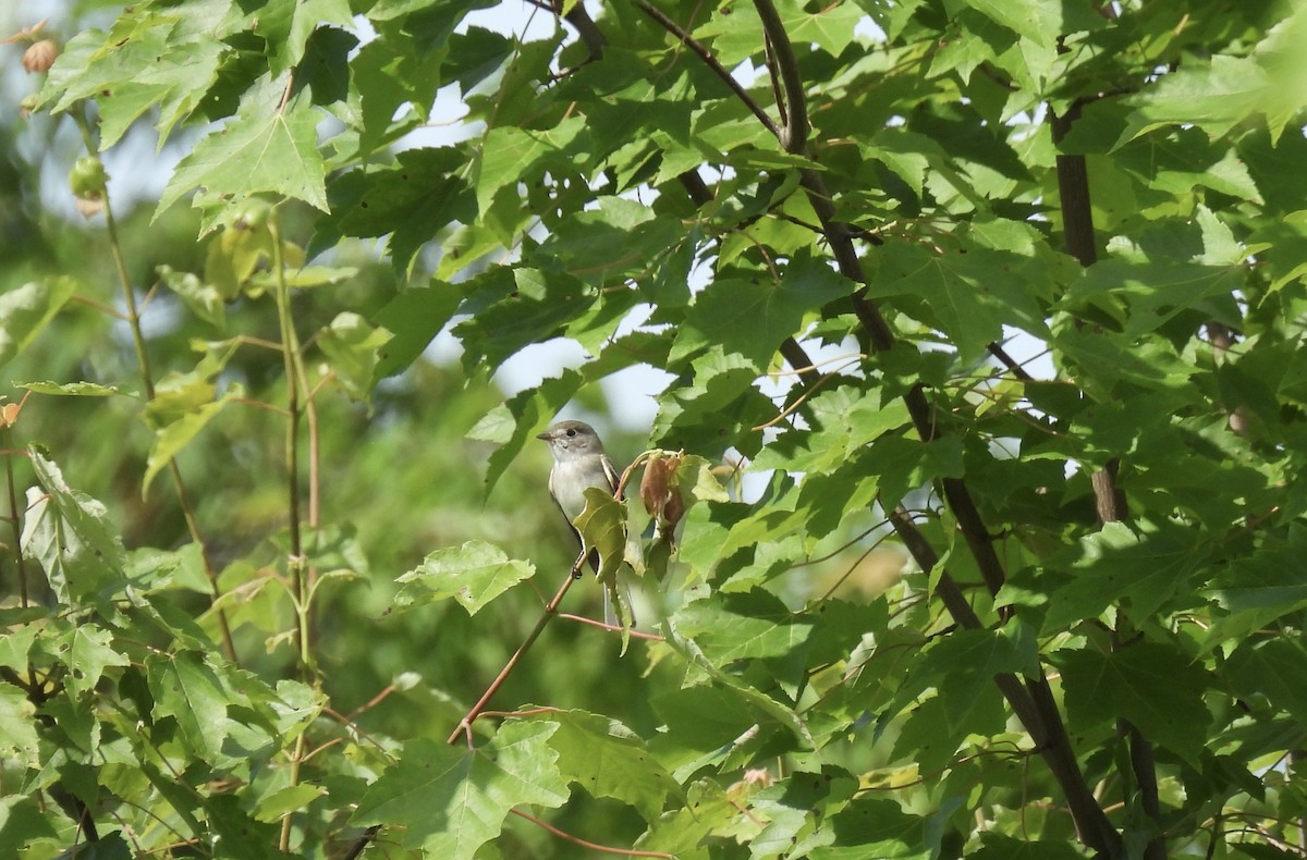 Least Flycatcher - ML620145007