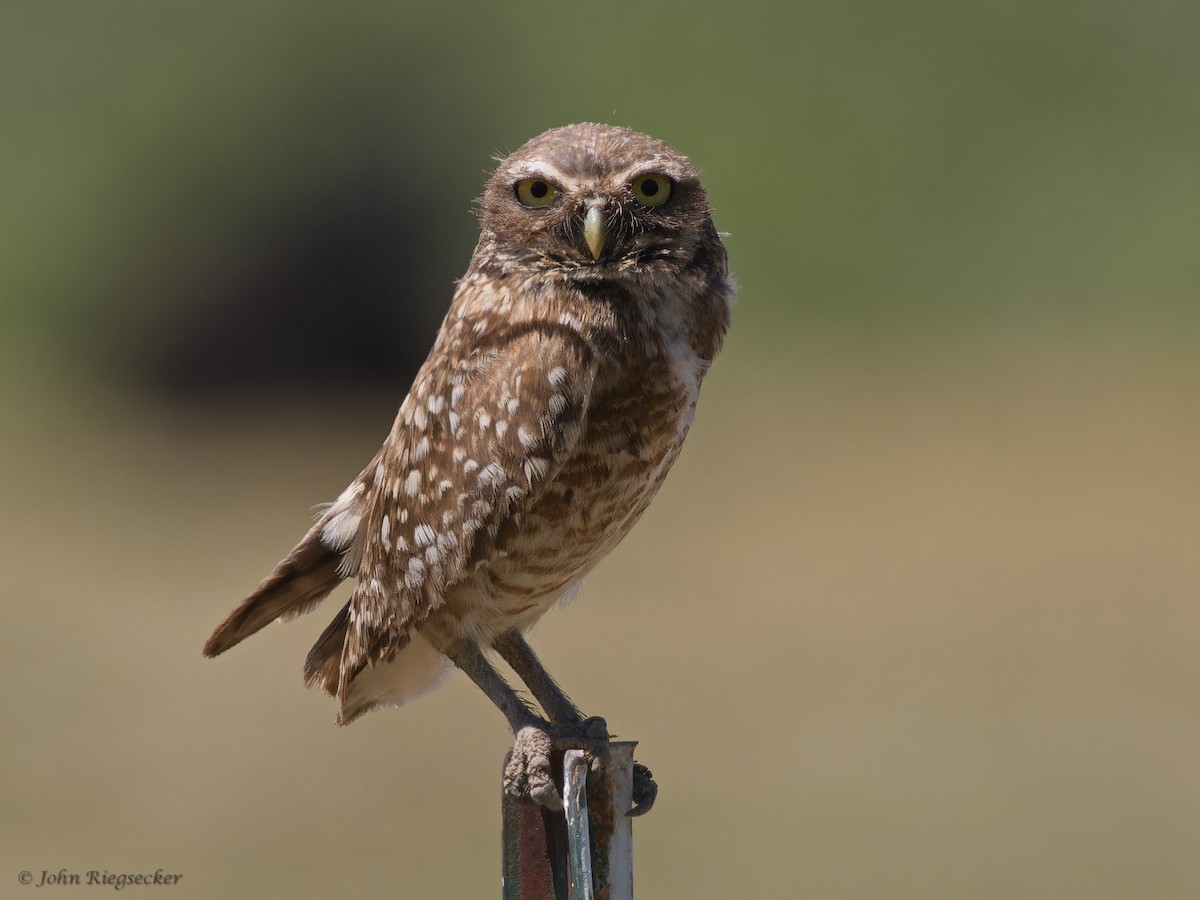 Burrowing Owl - ML620145009