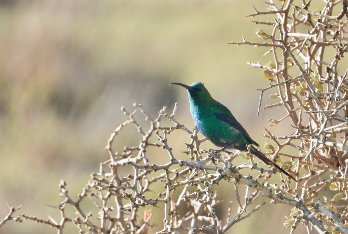 Souimanga malachite - ML620145022