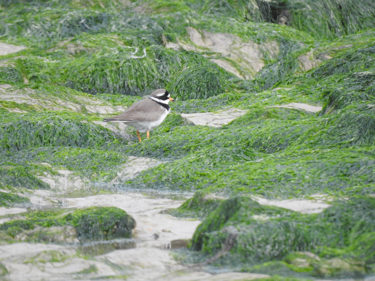 Common Ringed Plover - ML620145023
