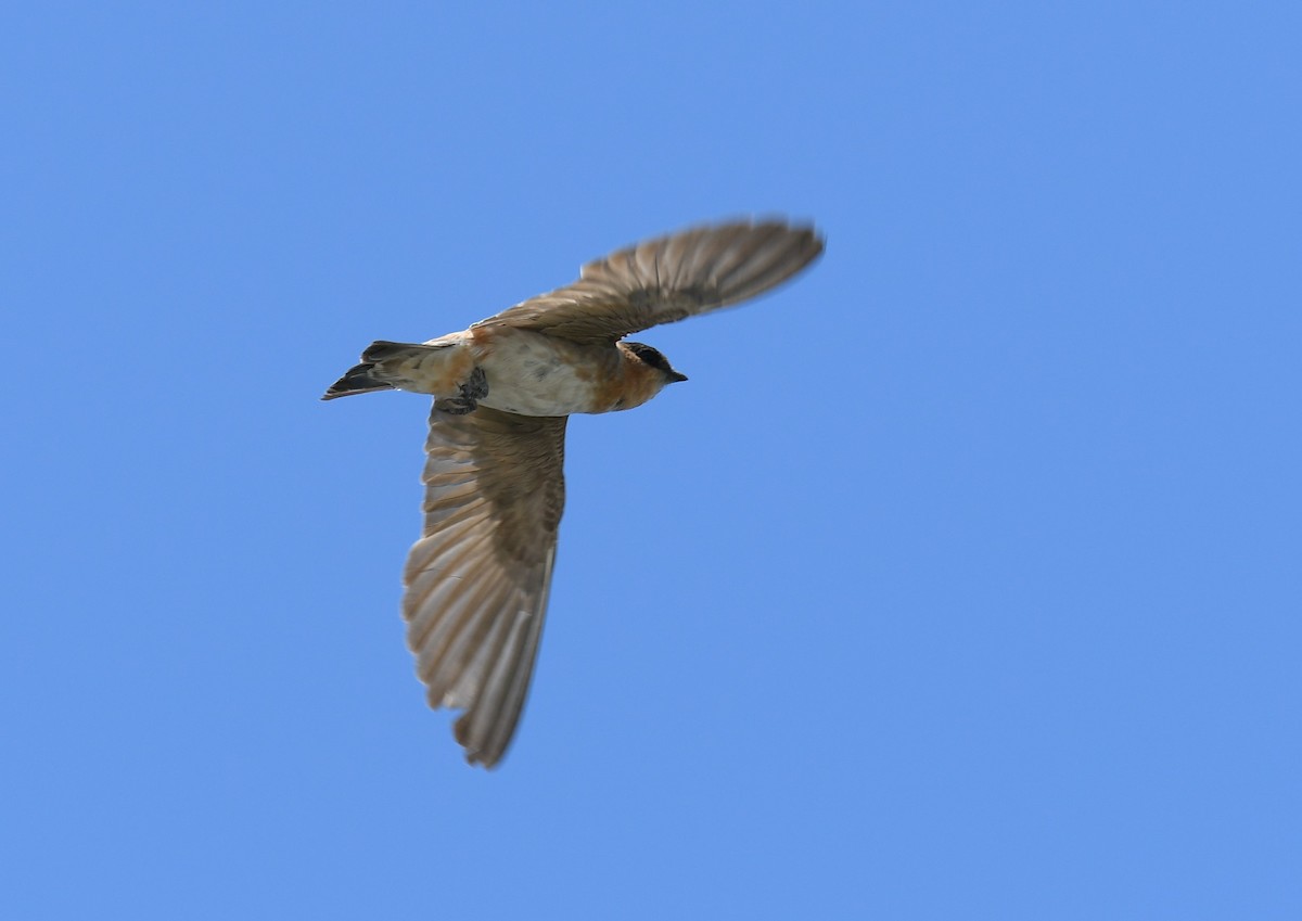 Cave Swallow - ML620145026