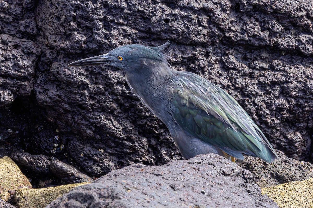 Striated Heron (Galapagos) - ML620145027