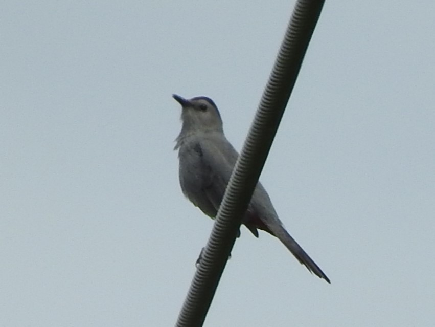 Gray Catbird - ML620145030