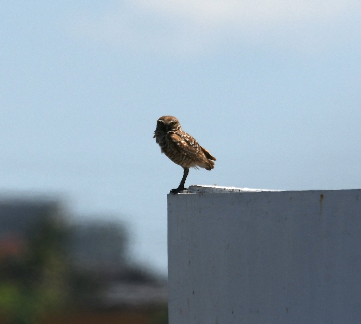 Burrowing Owl - ML620145034