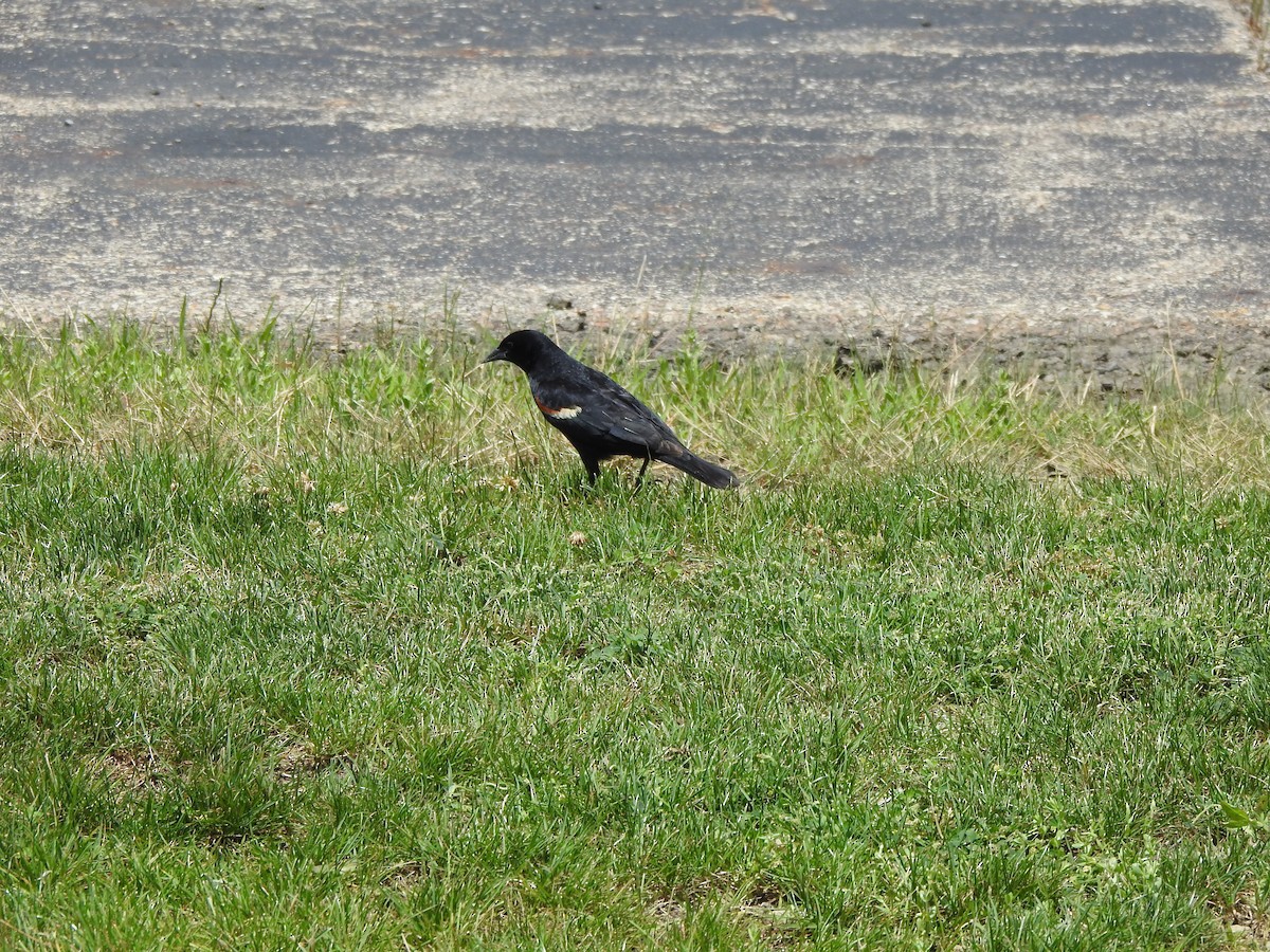 Red-winged Blackbird - ML620145039